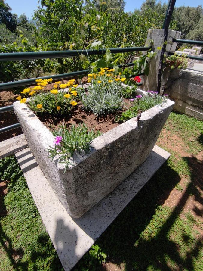 Banići Apartments Kola מראה חיצוני תמונה